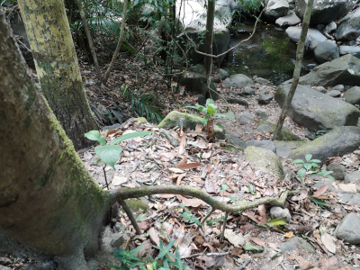 Foto vom Khao Chamao in Thailand. Im Khao Chamao und Khao Wong Nationalpark. Im April des Jahres 2023. Fotograf: Erwin Thomasius.