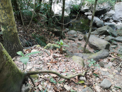 Foto vom Khao Chamao in Thailand. Im Khao Chamao und Khao Wong Nationalpark. Im April des Jahres 2023. Fotograf: Erwin Thomasius.