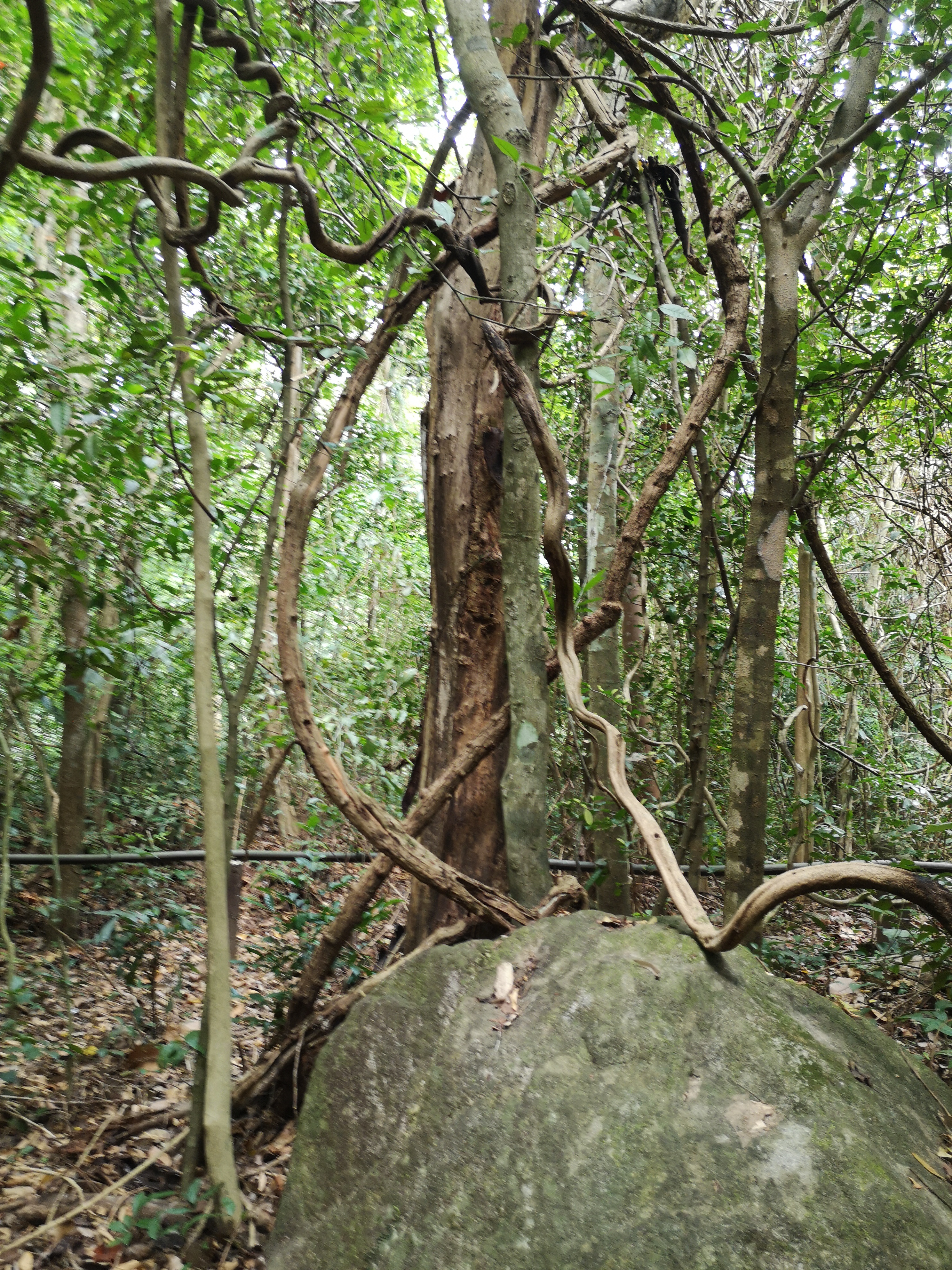 Farbfoto vom Urwald im Khaochamao-Khaowong National Park in Thailand. Im April 2023. Fotograf: Erwin Thomasius.