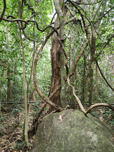 Foto aus dem Urwald in Thailand. Im Khao Chamao und Khao Wong Nationalpark. Im April des Jahres 2023. Fotograf: Erwin Thomasius.