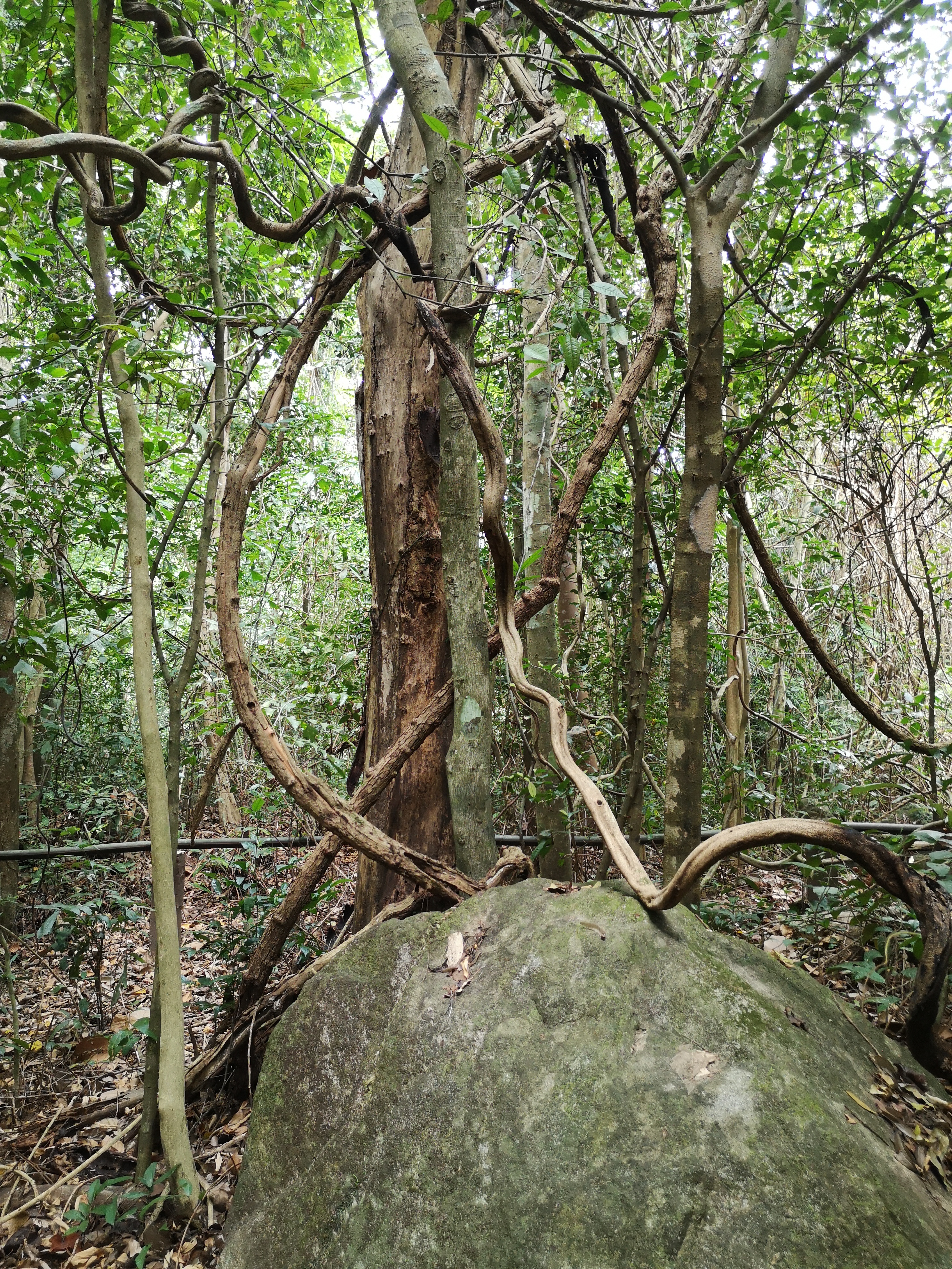 Farbfoto vom Urwald im Khaochamao-Khaowong National Park in Thailand. Im April 2023. Fotograf: Erwin Thomasius.