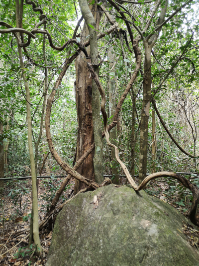 Foto aus dem Urwald in Thailand. Im Khao Chamao und Khao Wong Nationalpark. Im April des Jahres 2023. Fotograf: Erwin Thomasius.