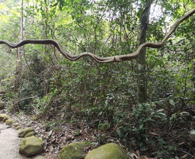 Foto von einem Weg in einem Urwald in Thailand aus. Im Khao Chamao und Khao Wong Nationalpark. Im April des Jahres 2023. Fotograf: Erwin Thomasius.