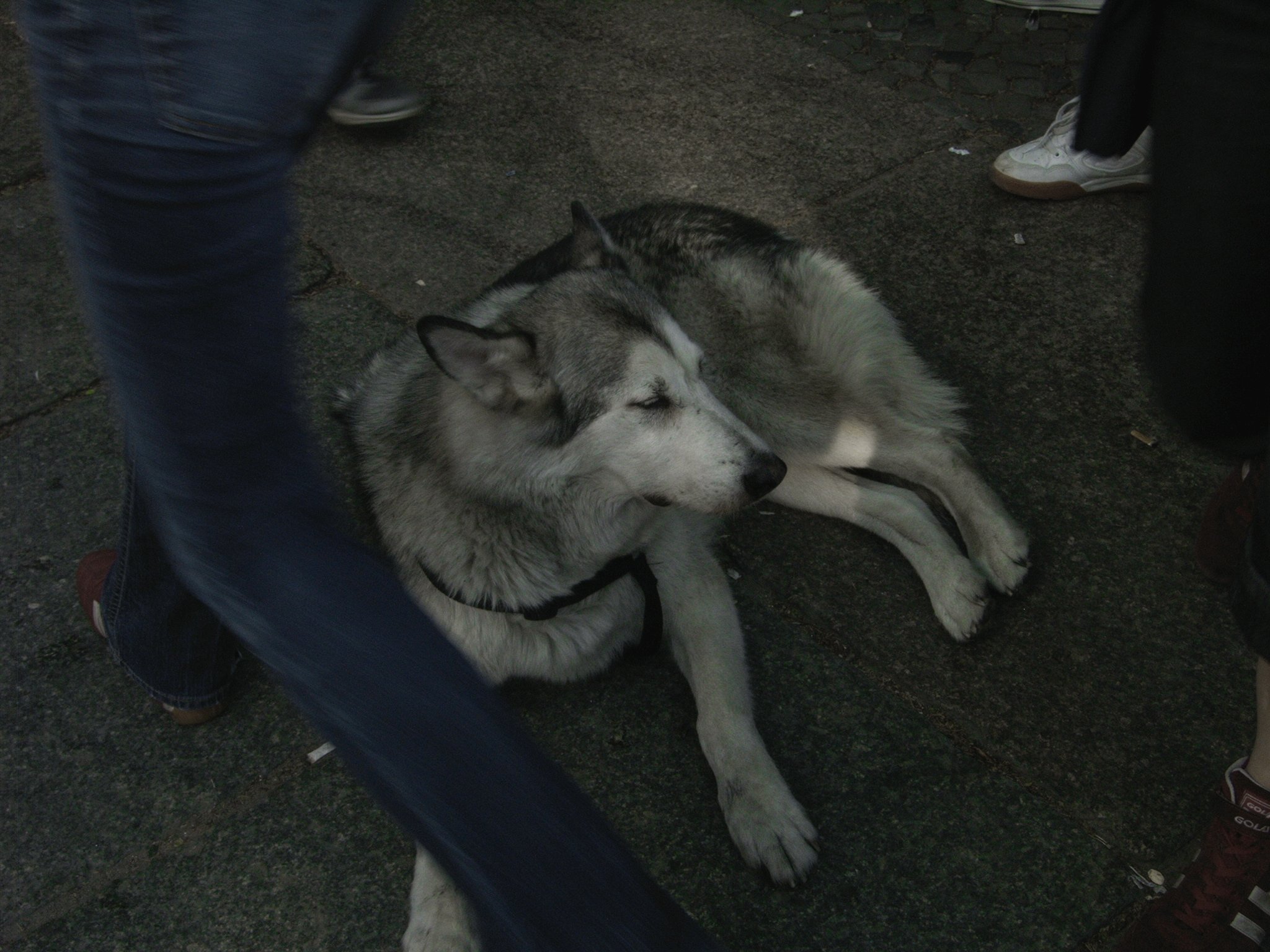 Ein Hund am ersten Mai in Kreuzberg in Berlin im Jahr 2005. Photo: Kim Hartley.