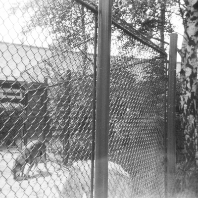 Photo von Wölfen im Rotterdamer Zoo Diergaarde Blijdorp. Im Jahre 1966.